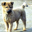 강아지오요요 이미지