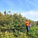 제주 올레길 7-1코스 이미지