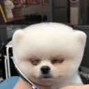 멍멍이미용실 - 동구 대전로 641 | 멍멍이미용실
