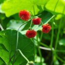 플라워21 이미지