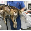 웨스턴 동물의료센터 이미지