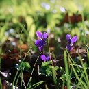 바로봄치과의원 이미지