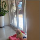 팔봉수피아 이미지