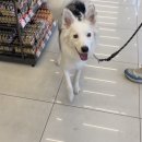 온힐펫 당하점 이미지