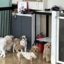 포멀독 반려견센터 이미지