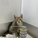 더펫샵(압량점) 이미지