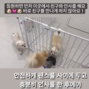 애견카페,애견유치원 멍선생 이미지