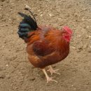 고건농장 이미지