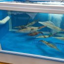 시장(바다수산) 이미지