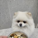 부산애견유치원 댕스하우스 이미지