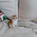 샤인모어 이미지