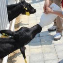 와우목장 이미지