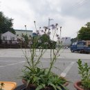 일동카센타 이미지