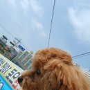 견우동물병원 이미지