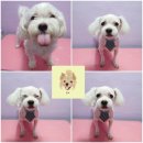 웃개살롱 이미지