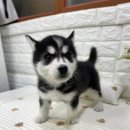 허스키 사랑 | 안양강아지무료분양 허스키