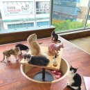 냐옹냐옹고양이카페 이미지