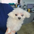 아이비젼 | [강아지 백내장 수술] 반려견에게 찾아온 ‘빛의 순간’ : 아이비젼 수술 후기