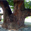 정선전씨 효부문 이미지