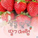 3월 15일 (토) ~ 3월 16일 (일) 양평 영희네펜션 1박 2일 통영해산물 파티 및 딸기 따기 체험 이미지