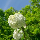 귀뚜라미 서비스 이미지