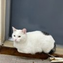 백두 동물병원 이미지