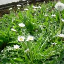 하얀민들레 이미지