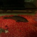 아이플라워 메이트 이미지