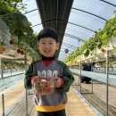 대림2농장 | 키즈카페보다 백배 낫네! 안산 대림농장 딸기 수확 체험의 매력