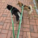 주몽 2 | 블챌 블로그 챌린지 2주차 주몽 문덕 일상 일기🙌