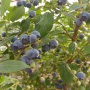 한라농장 이미지