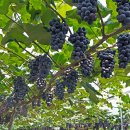 아침들녘 이미지