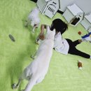 동물보육원 경기 수원 지부 이미지