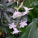 유카리스 이미지