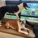 베버리 독스 이미지