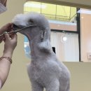 베니펫살롱 이미지