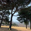 소나무집염소오리
