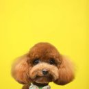 멍멍뷰티 이미지