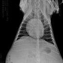 동물병원 All Pets 이미지