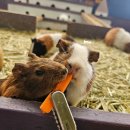 홍천동키마을 | 홍천 여행의 숨은 보석, 귀여운 당나귀와 잊지 못할 교감! 홍천동키마을 방문 후기 (ft. 꿀팁 가득!)