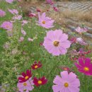 진부농장 이미지