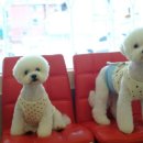 이로애견미용실 이미지