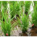 신전권역 이미지