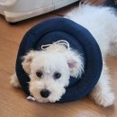 삼성동물병원 | 쌍문동 삼성 동물병원 수컷 중성화수술 후기