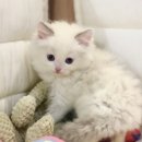 집사의 하루 대구점 이미지