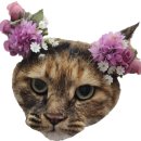 꽃길 걷는 고양이 이미지