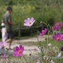 대통령공원 진돗개 이미지