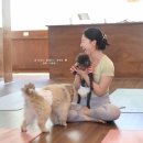 예쁜강아지 | 부산 강아지 동반 퍼피요가 원데이 클래스 환희요가