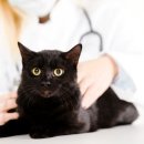 이즈 동물병원 이미지