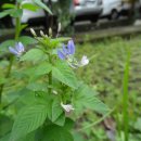 프린지드풍접초 [클레오메 루티도스페르마 (Cleome rutidosperma)] 이미지